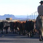 cowboy_cattle_wiki 4th Annual MSAA Lone Star Roundup Cattle Drive