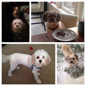 dogs